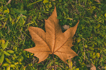 autumn leaves on the ground