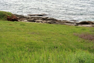 rocks and grass