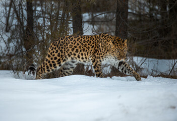 Amur Leopard