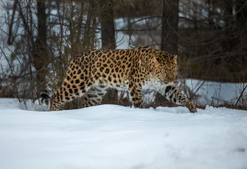 Fototapeten Amur Leopard © Chris