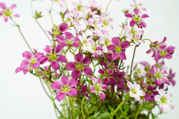 Fototapeta premium Carnival Saxifrage flowering plant. Small pink, purple, white flowers. White background.