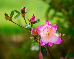 Azalea in field