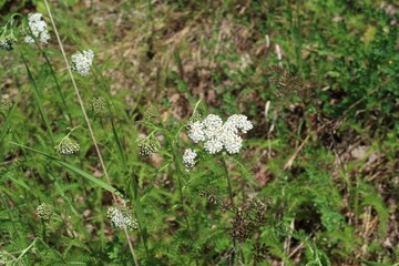 snowdrops in the grass