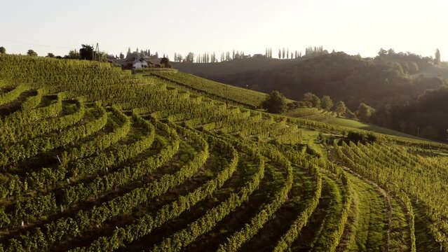 Vineyards on terraces at magic morning light, aerial shot, sun shines into camera