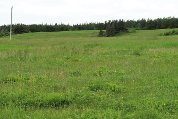 Fototapeta premium grass and blue sky