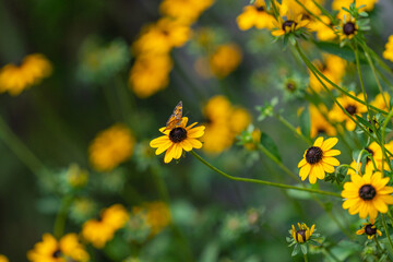 Butterfly on flower