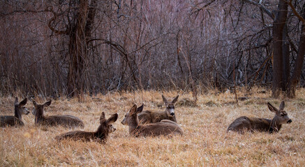 Deer in the Wild