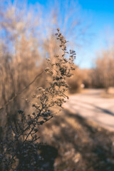 Sunrise plant at park in autumn