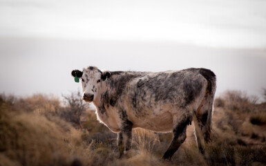 cow, animal, farm, cattle, agriculture, calf, grass, field, brown, meadow, beef, livestock, bull, rural, cows, pasture, mammal, white, bovine, farming, milk, green, nature, dairy, grazing, cattle