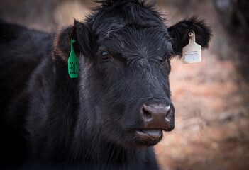 Fototapeta premium cow, animal, farm, cattle, agriculture, calf, grass, field, brown, meadow, beef, livestock, bull, rural, cows, pasture, mammal, white, bovine, farming, milk, green, nature, dairy, grazing, cattle