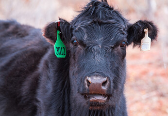 cow, animal, farm, cattle, agriculture, calf, grass, field, brown, meadow, beef, livestock, bull, rural, cows, pasture, mammal, white, bovine, farming, milk, green, nature, dairy, grazing, cattle