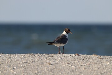 seagull on the beach