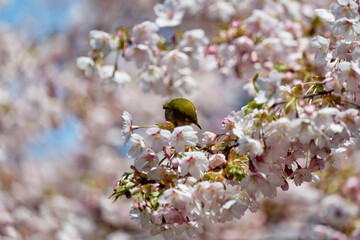 桜とメジロ