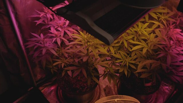 home grow marijuana cannabis blowing in fan wind inside home grow tent with artificial full spectrum LED lighting slow approach from top angle view