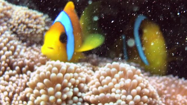 anemone fish in the coral reef