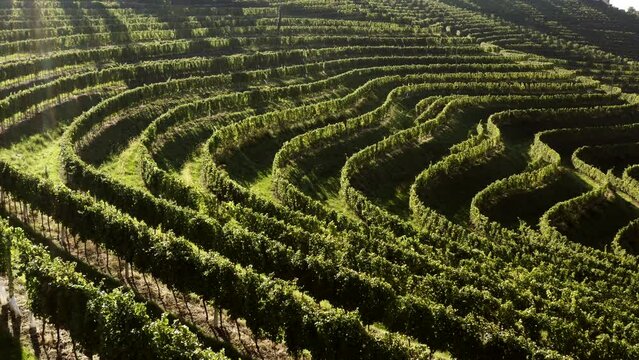 Vineyards on terraces at magic morning light, aerial shot, sun shines into camera