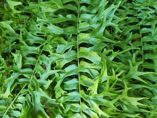 Natural green fern wallpaper pattern background