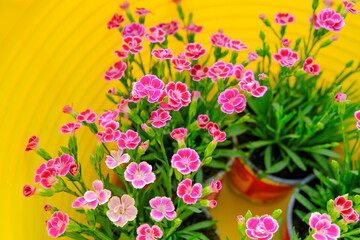 Geranium pink flowers.Growing geraniums in the garden. Floriculture and gardening.Spring perennial flowers