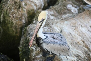 pelican on the beach