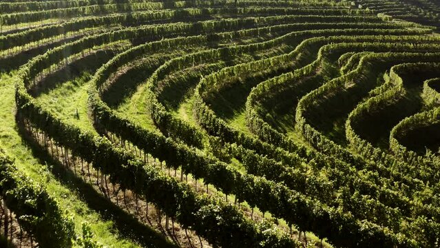 Vineyards on terraces at magic morning light, aerial shot, sun shines into camera