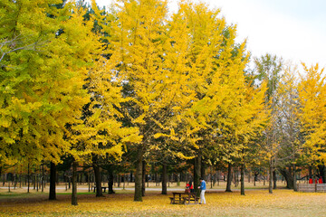 Autumn with yellow ginkgo leaves falling.