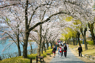 Spring and cherry blossoms in Gyeongju.