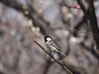 梅とシジュウカラ