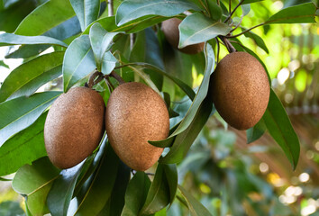 A bunch of sapodilla planted naturally in the backyard of the asian people.