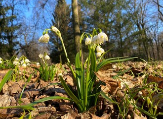 spring snowdrops in the forest