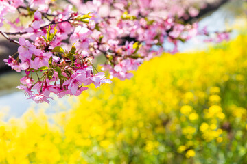 Obraz premium 青毛堀川の河津桜