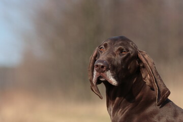 portrait of a dog, pointer 