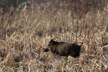 wild boar in the wild