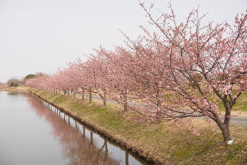 河津桜
