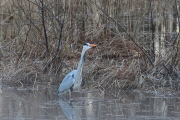 grey heron in the water