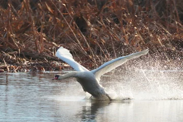 Tuinposter swan in flight © Robert