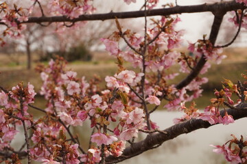 河津桜