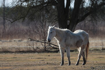 Obraz premium white horse in the field, Poland