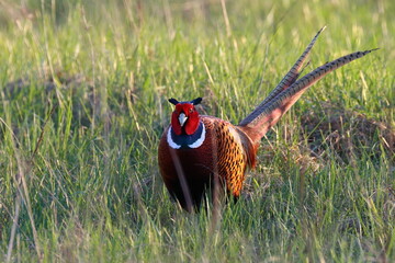 pheasant  in the grass