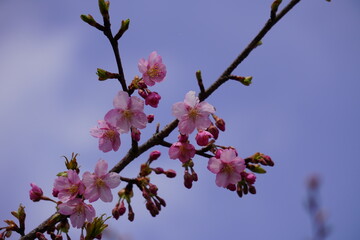 河津桜