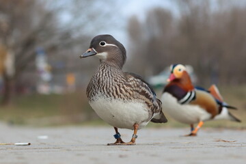 a pair of mandarin ducks, female