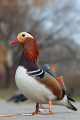 Mandarin duck, male