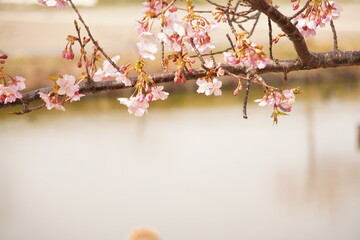 河津桜