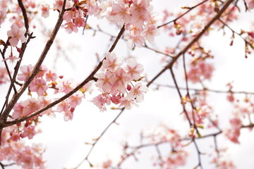 Fototapeta premium 河津桜