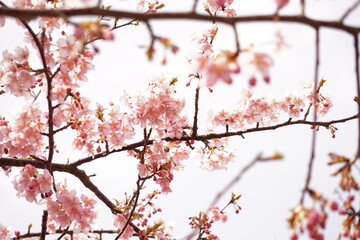 河津桜