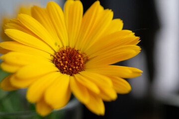 Margarita flower