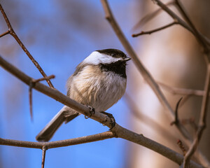 Black-capped chickadee on tree branch