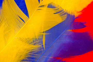 set of bird feathers of different bright colors 