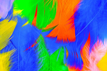 Obraz premium set of bird feathers of different bright colors 