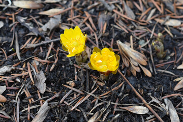 Adonis amurensis commonly known as Amur adonis and pheasant's eye