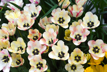 Many light pink and white tulips background